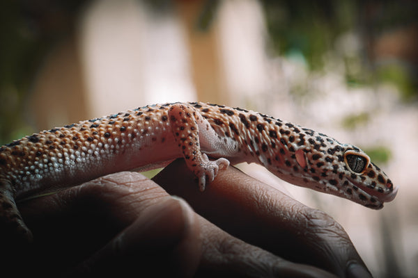 What Causes MBD in Reptiles? | Metabolic Bone Disease Causes and Symptoms