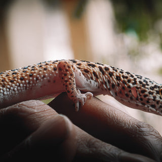 Image showcasing Understanding UV Light and Infrared in Reptile Husbandry | UVA/UVB/UVC ...