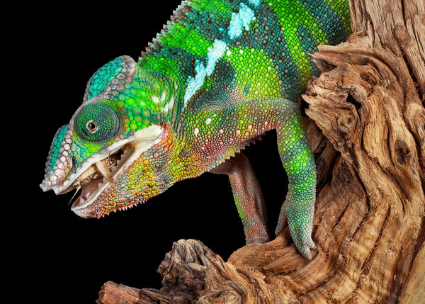 Do Crickets Give Reptiles Parasites?