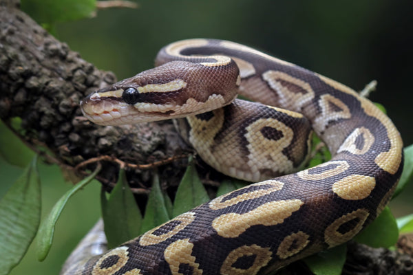 How to Limit Cross-Contamination Between Reptiles in the Same House