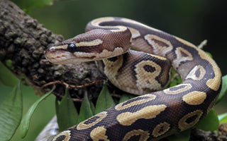 How to Limit Cross-Contamination Between Reptiles in the Same House