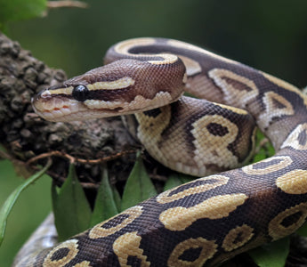 How to Limit Cross-Contamination Between Reptiles in the Same House