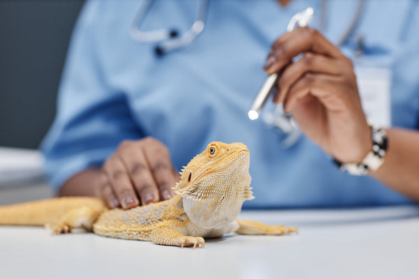 How to Tell if Your Bearded Dragon is Healthy