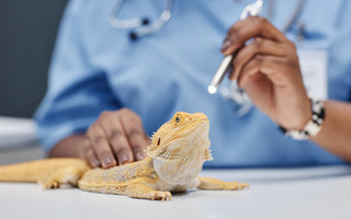 How to Tell if Your Bearded Dragon is Healthy