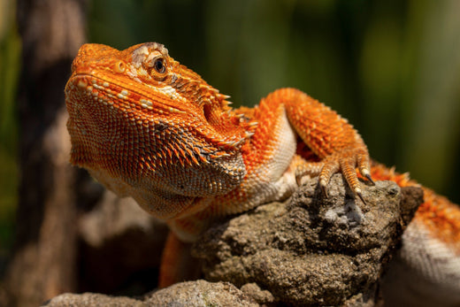 Bearded Dragon Care Guide | Essential Information!