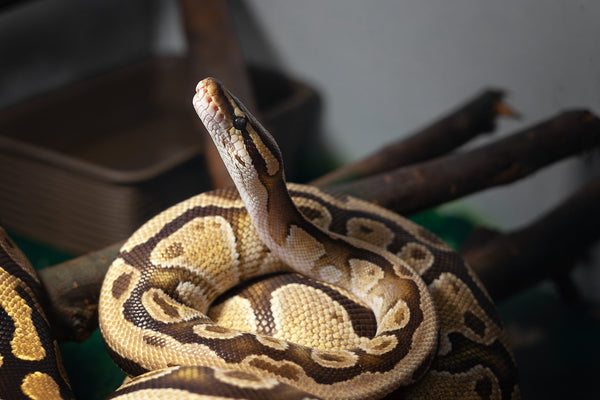 Ball Python Reading Ball Python Care Guide – Zen Habitats