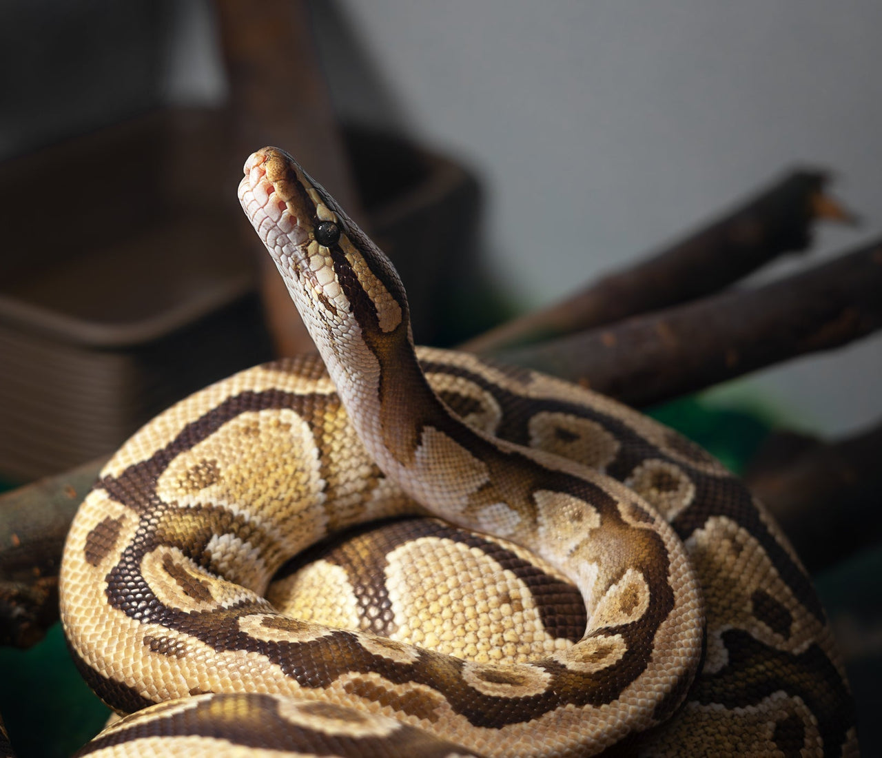 Ball Python VS Corn Snake | Which Should I Get? – Zen Habitats