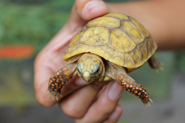 5 Signs You’re Ready for a Second Reptile (and 5 Signs You’re Not)