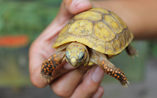 5 Signs You’re Ready for a Second Reptile (and 5 Signs You’re Not)