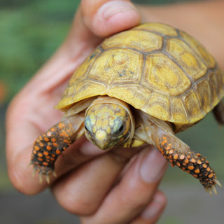5 Signs You’re Ready for a Second Reptile (and 5 Signs You’re Not)
