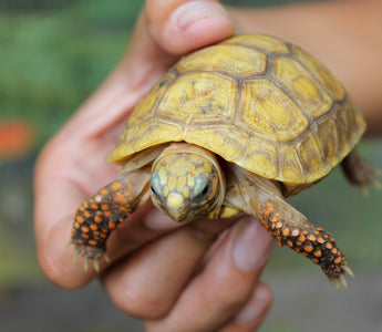 5 Signs You’re Ready for a Second Reptile (and 5 Signs You’re Not)