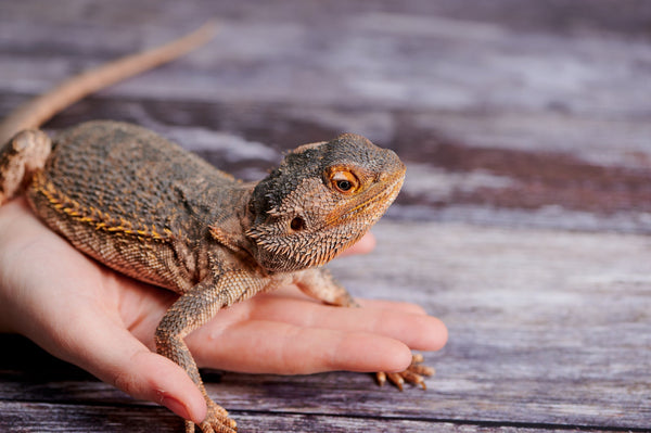 Do Pet Reptiles NEED To Be Handled?
