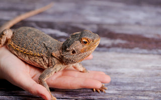 Do Pet Reptiles NEED To Be Handled?