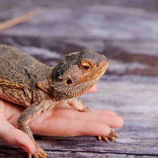 Do Pet Reptiles NEED To Be Handled?
