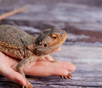 Do Pet Reptiles NEED To Be Handled?