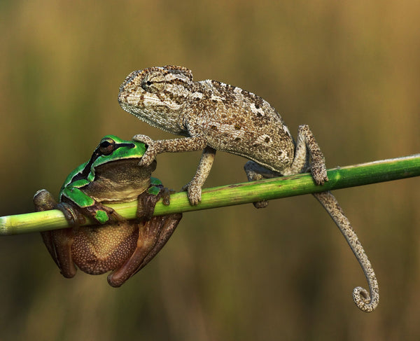 Do Reptiles Need Friends? | Reptile Cohabitation