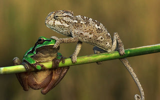 Do Reptiles Need Friends? | Reptile Cohabitation