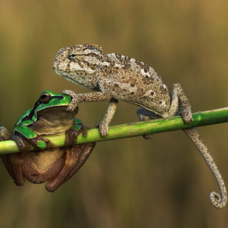 Do Reptiles Need Friends? | Reptile Cohabitation