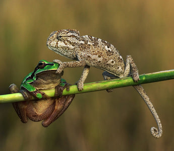 Do Reptiles Need Friends? | Reptile Cohabitation