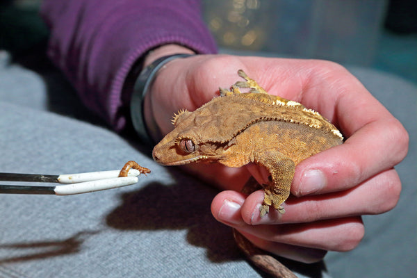 What to Do If Your Crested Gecko Is Not Eating