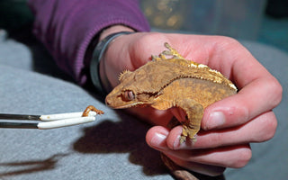 What to Do If Your Crested Gecko Is Not Eating