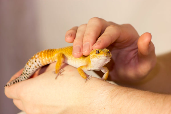 Can I Hold My Nocturnal or Crepuscular Reptile During the Day?