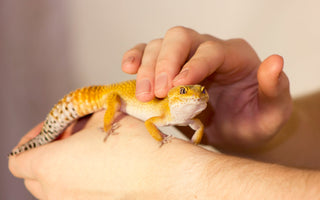Can I Hold My Nocturnal or Crepuscular Reptile During the Day?