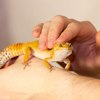 Can I Hold My Nocturnal or Crepuscular Reptile During the Day?