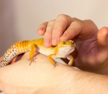 Can I Hold My Nocturnal or Crepuscular Reptile During the Day?