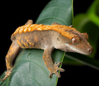 5 Easiest Reptiles to Keep | Zen Habitats