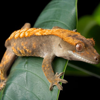 5 Easiest Reptiles to Keep | Zen Habitats