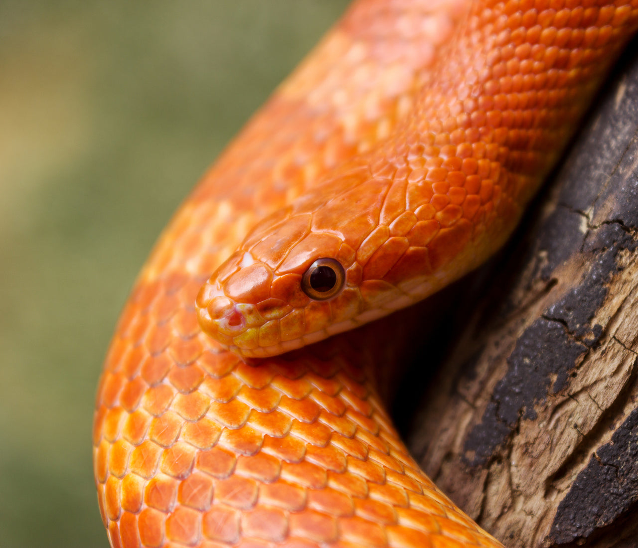 Corn Snake General Reptile Care Guide ReptiFiles Zen Habitats