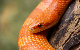 Corn Snake General Reptile Care Guide | ReptiFiles