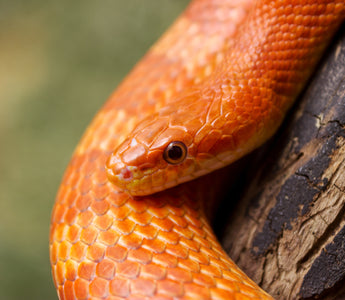 Corn Snake General Reptile Care Guide | ReptiFiles