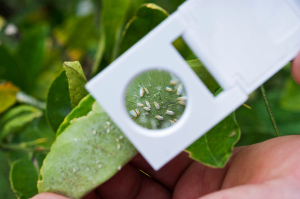 Bioactive Enclosure Plant Pests | Identification and Treatment