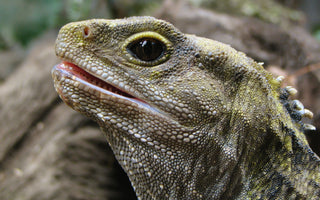 Netflix’s “Leo” | All About the Tuatara That Inspired the Movie