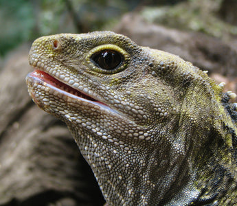 Netflix’s “Leo” | All About the Tuatara That Inspired the Movie