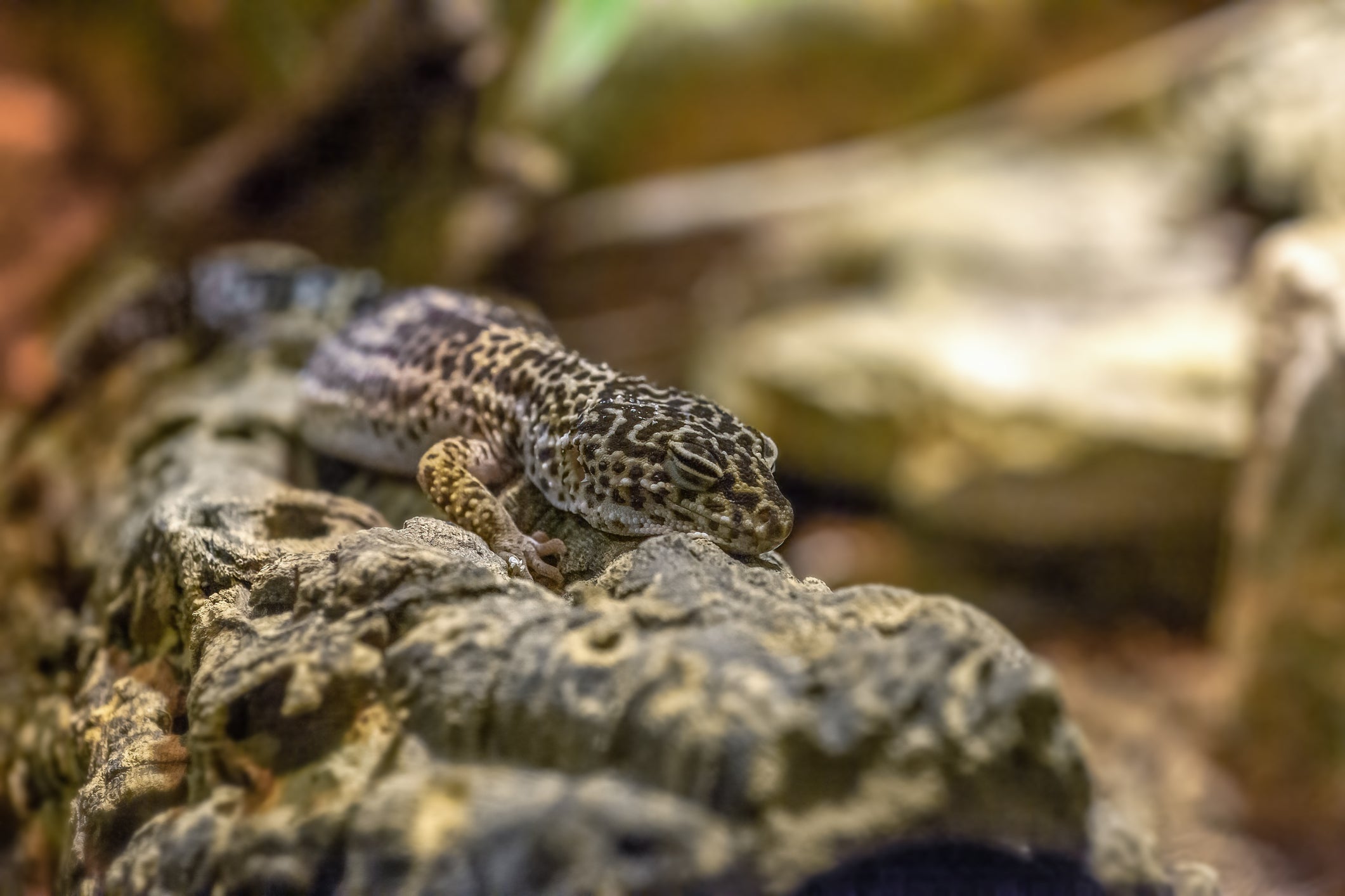 Under Gecko Overhead Heating vs. Under Tank Heating for Leopard Geckos – Zen Habitats