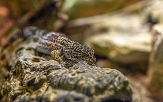 Overhead Heating vs. Under Tank Heating for Leopard Geckos