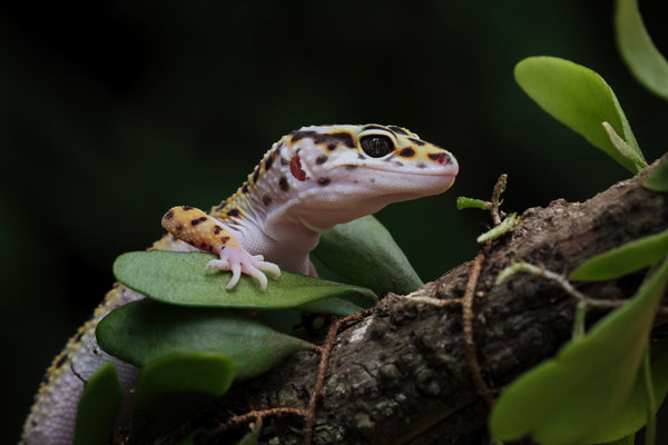 New Research Finds Leopard Geckos Prefer Bioactive Enclosures!