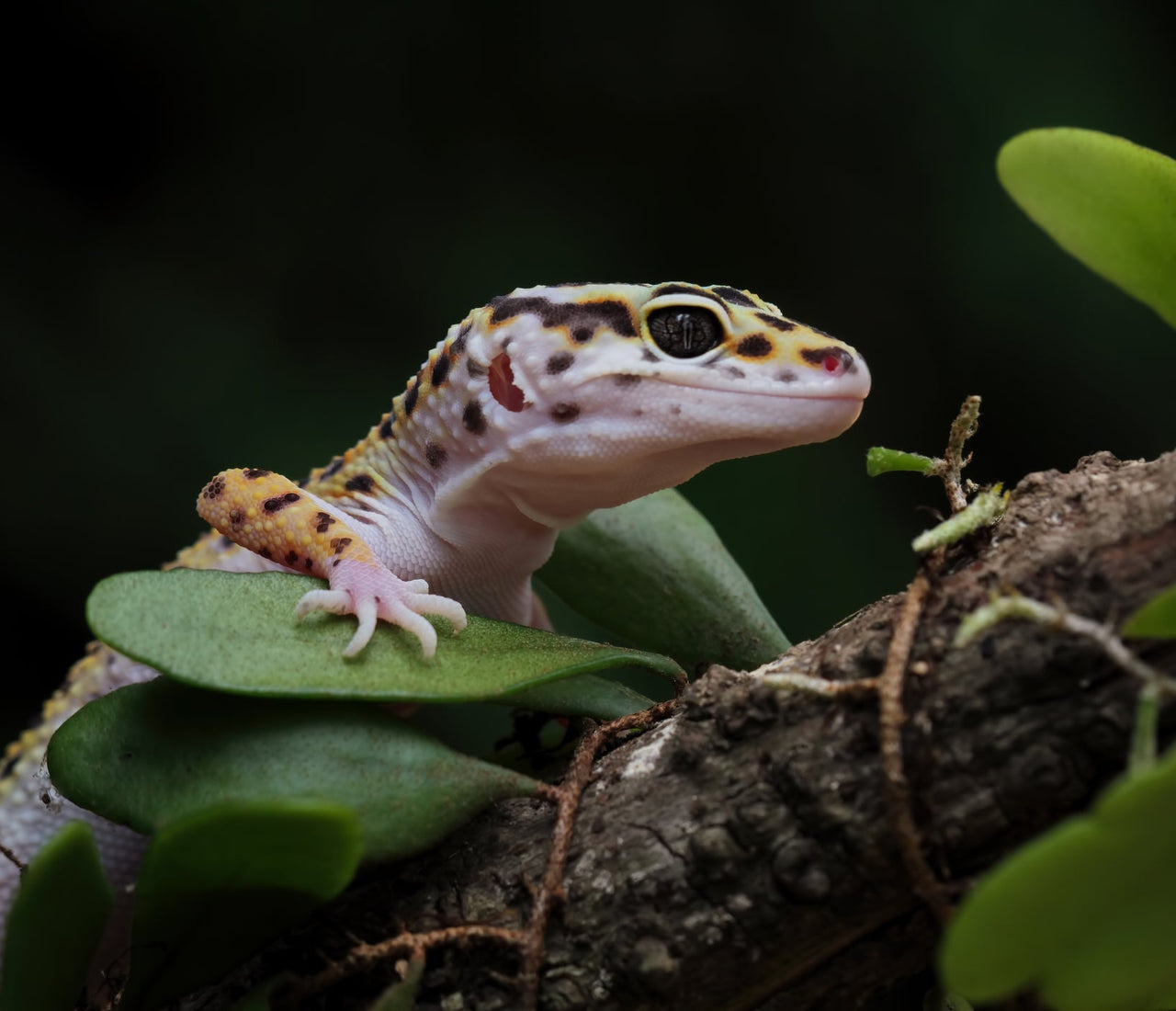New Research Finds Leopard Geckos Prefer Bioactive Enclosures! – Zen ...