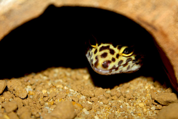 Cryptic Basking in Reptiles | What Is It?