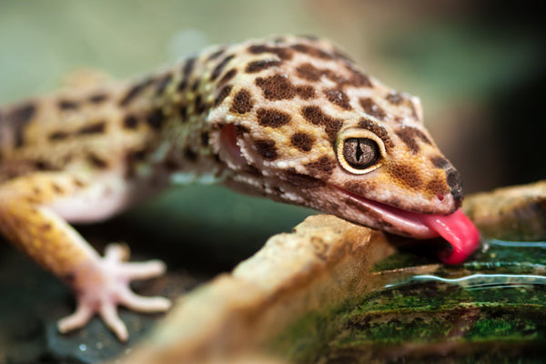 Why Reptile Hydration Matters: Risks of Dehydration and How to Prevent It