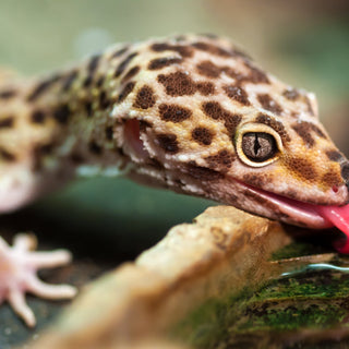 All About Reptile Brumation | Everything You Need to Know – Zen Habitats