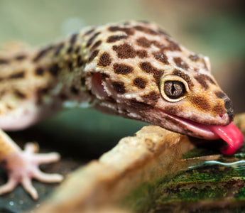 Why Reptile Hydration Matters: Risks of Dehydration and How to Prevent It