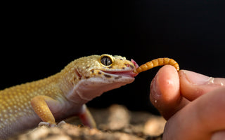 Leopard Gecko Complete Food Guide