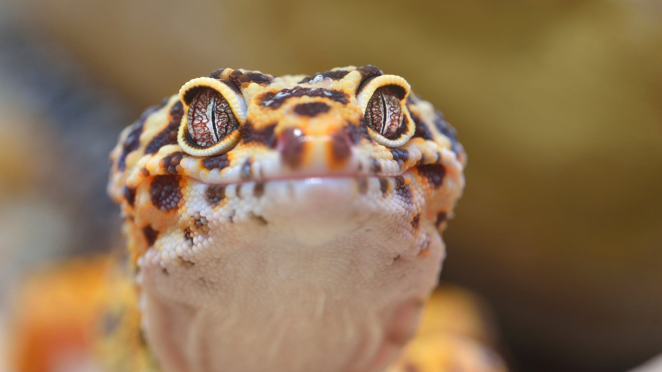 What Is Crypto In Leopard Geckos