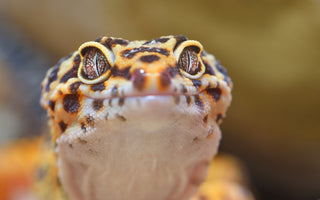 Answering The Most Asked Leopard Gecko Questions | Zen Habitats