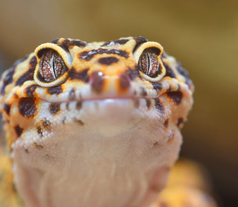 Answering The Most Asked Leopard Gecko Questions | Zen Habitats