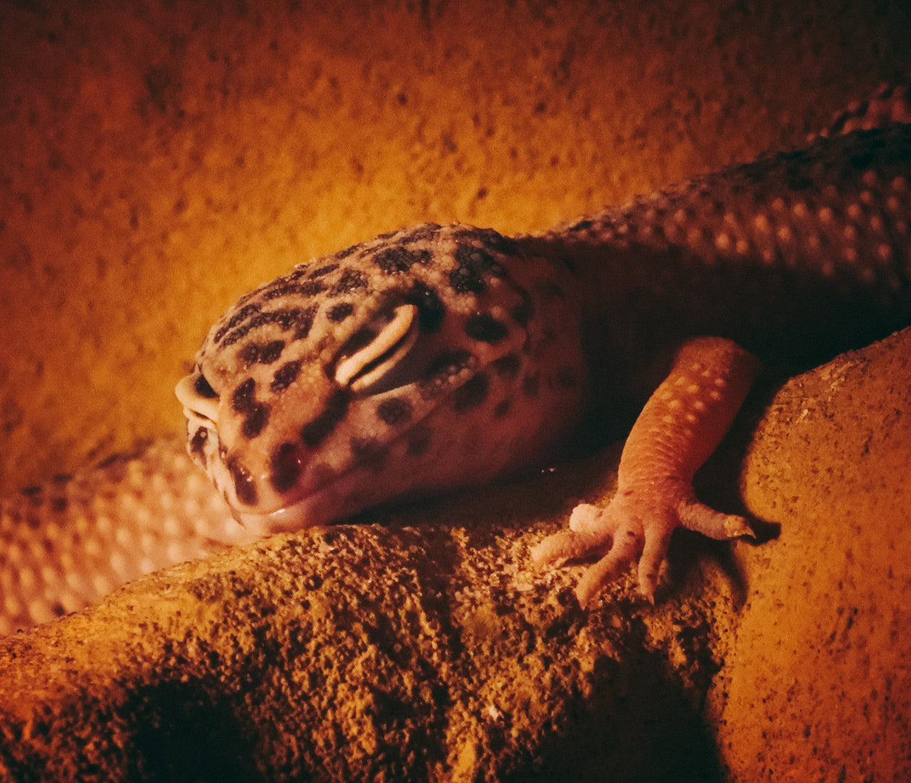 Leopard Gecko Complete Lighting and Heating Guide Zen Habitats